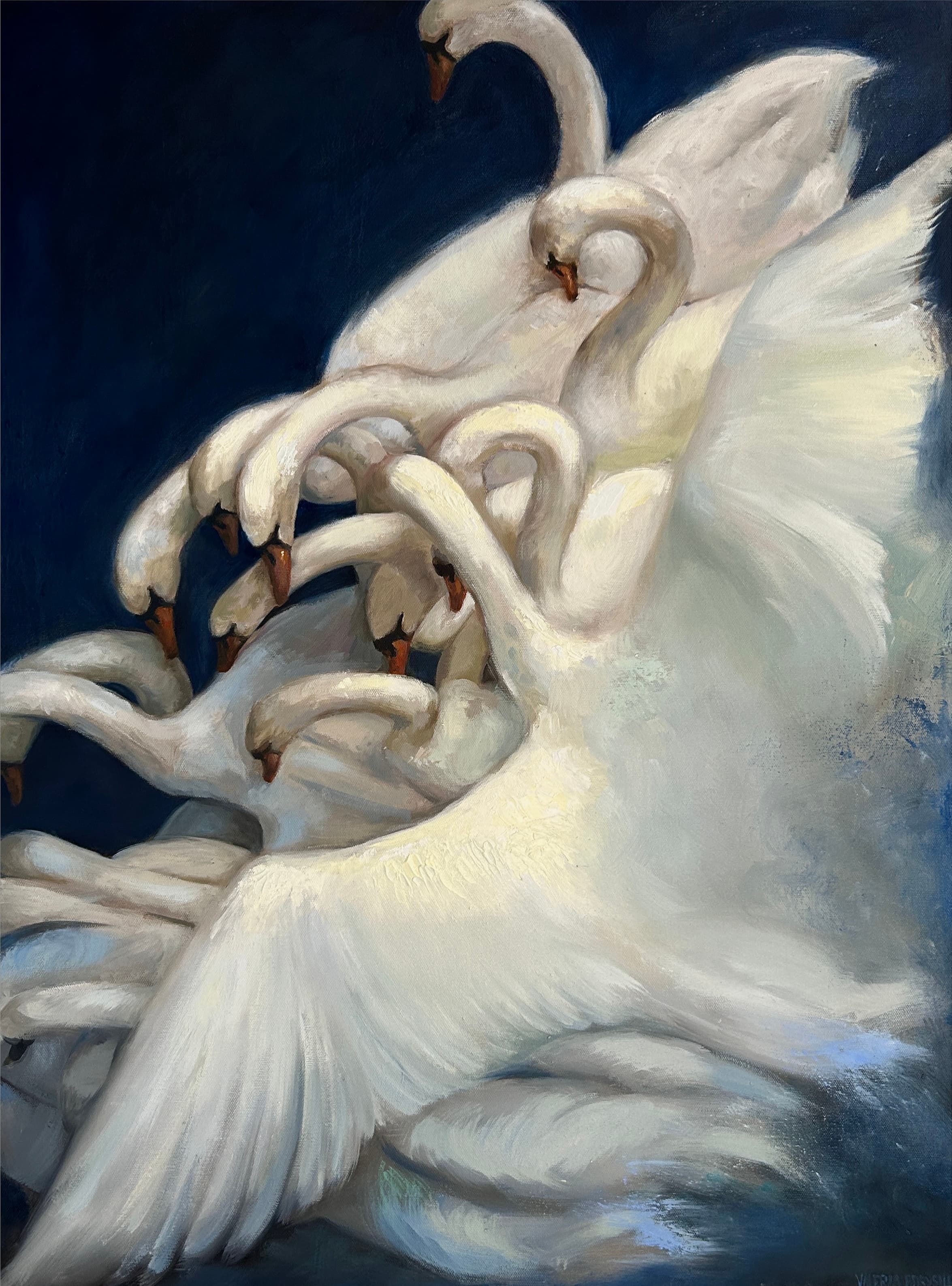 Swans